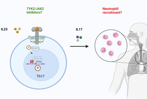The IL-23/Th17 pathway in chronic airway inflammation. IL-23-induced JAK/STAT signaling mediates the expression and synthesis of other cytokines from polarized Th17 cells. IL-17 in turn stimulates the release of G-CSF, IL-8 and IL-6 and thus promotes the development of neutrophilic inflammation. Blocking the IL-23/TH17 axis might be a therapeutic option to treat neutrophilic lung inflammation.