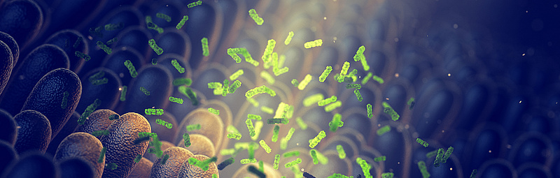 Mikroben im Darm unter dem Mikroskop