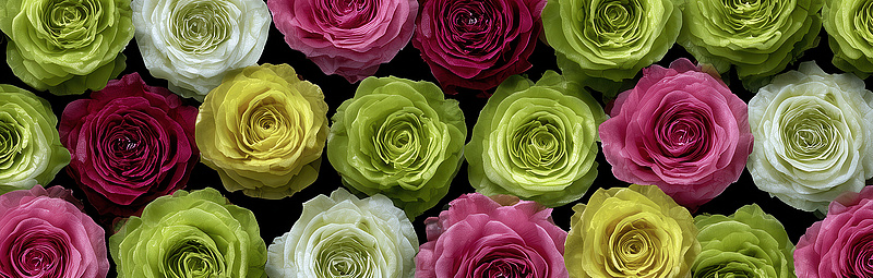 Bunte Rosen