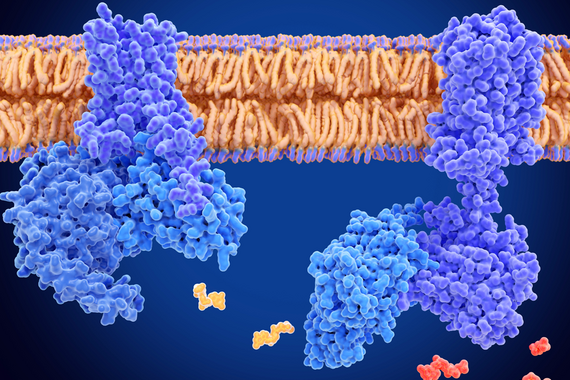 Lipid-Protein Interface