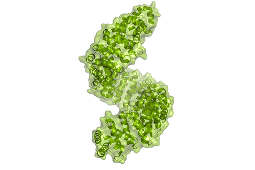 Structure of the nuclear import receptor transportin-1