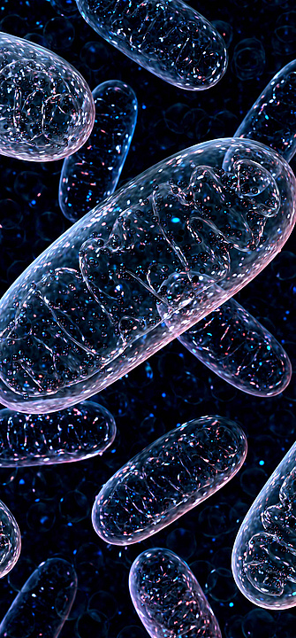 Eine 3D-Darstellung von durchsichtigen, ovalen Mitochonndrien auf einem schwarzen Hintergrund