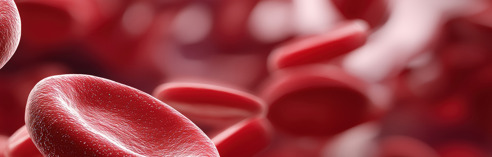Rote Blutkörperchen in einer Blutprobe