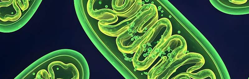 Grün leuchtende Mitochondrien