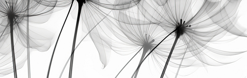 Transparente Röntgenblumen. Beileid, Trauer, Verlust