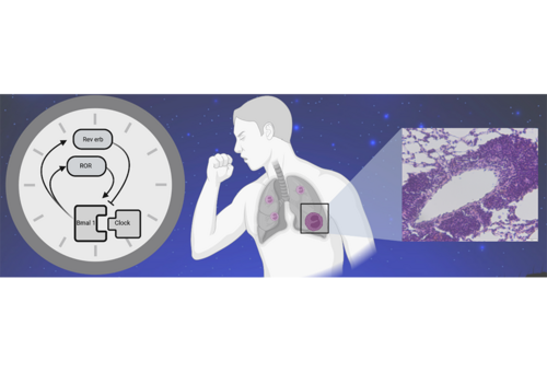 The molecular circadian clock (left). The molecular circadian clock regulates the daytime-dependent recruitment of eosinophils into the lungs (right), leading to increased inflammation and severe symptoms especially in the early morning. 