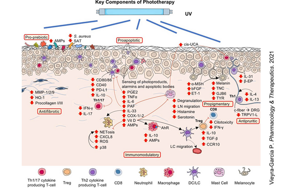 Skin T-cell biology and immunomodulatory effect of UV-based phototherapy