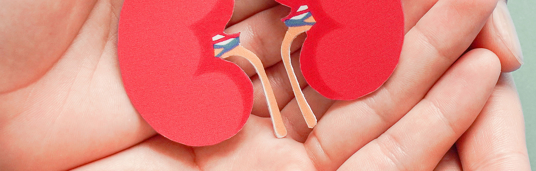 Zwei Hände halten ein Modell von Nieren.