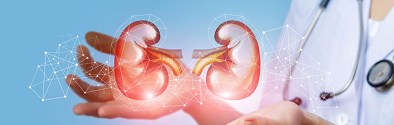 Nieren / natalie_mis/AdobeStock