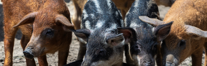 Eine Gruppe von braunen und schwarzen Ferkeln stehen in einem Feld. Zwei Schweine stehen in einer Wasserschale.