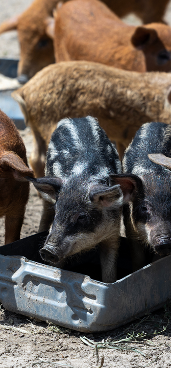 Schweine Eine Gruppe von braunen und schwarzen Ferkeln stehen in einem Feld. Zwei Schweine stehen in einer Wasserschale.
