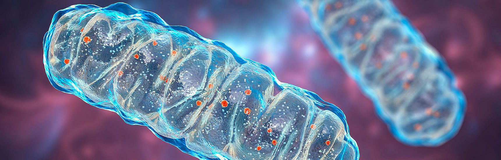 Mitochondrium - Credit: AdobeStock/Dr_Microbe