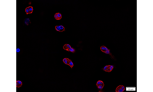 Purified human eosinophils stained for visualization of nuclei (blue, using DAPI) and actin cytoskeleton (red, using fluorescent phalloidin).