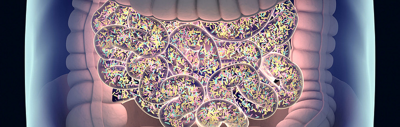 Darmmikrobiom - Credit: AnatomyInsider/AdobeStock