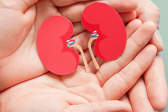 Zwei Hände halten ein Modell von Nieren.