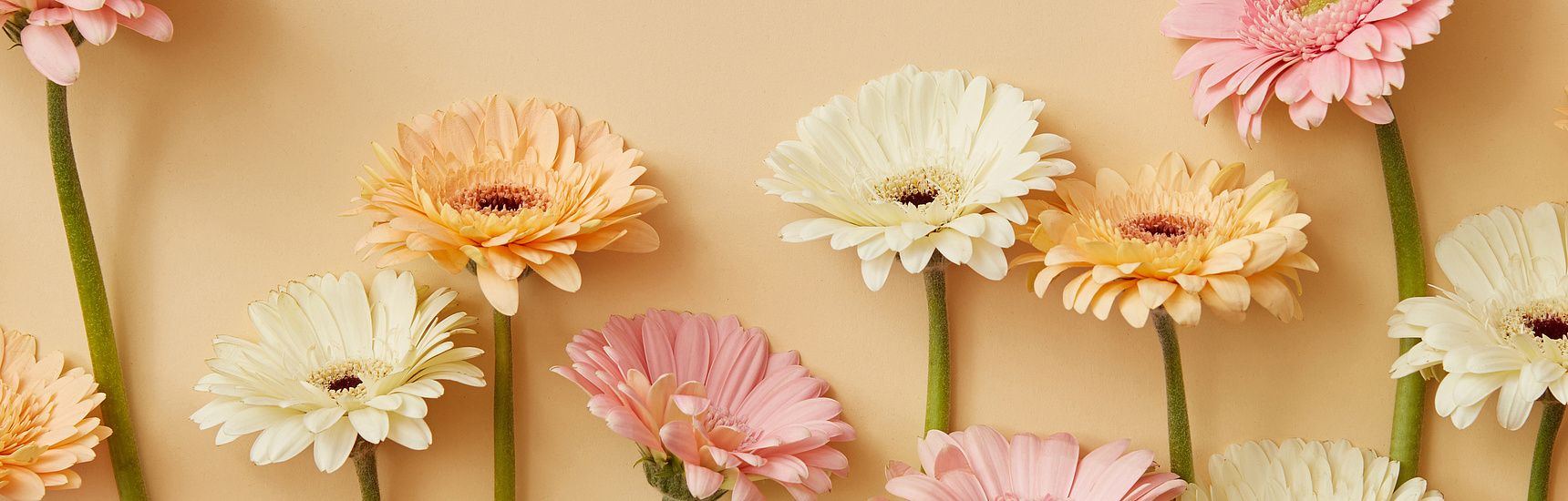 Frühlingsarrangement aus frischen Gerbera vor einem gelben Papierhintergrund