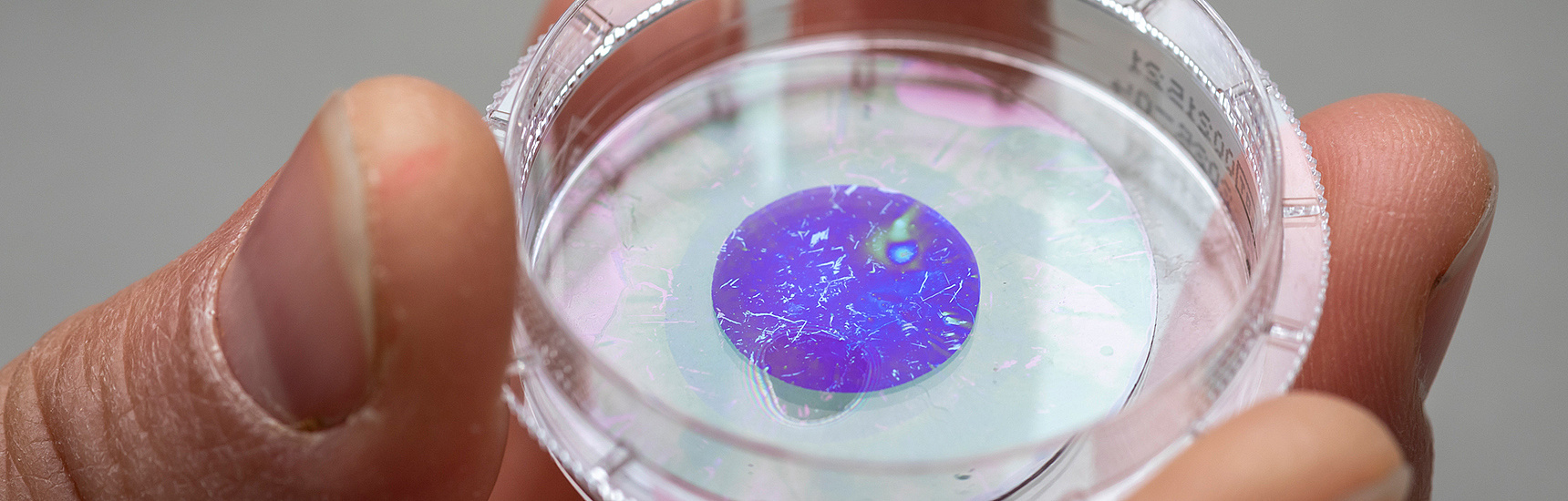 Solarzellen in einer Petrischale