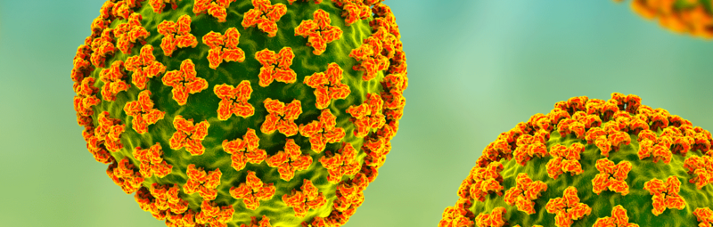 Hantavirus | Foto: Dr_Microbe/AdobeStock 