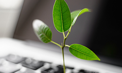 Laptop Tastatur mit kleiner Pflanze