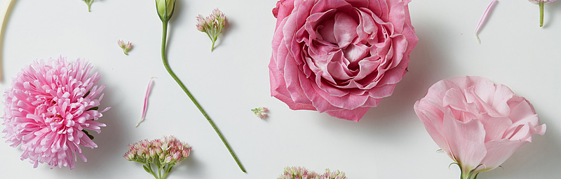 Hintergrund mit rosa Rosen und Knospen auf weißem Hintergrund