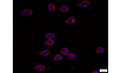 Purified human eosinophils stained for visualization of nuclei (blue, using DAPI) and actin cytoskeleton (red, using fluorescent phalloidin).