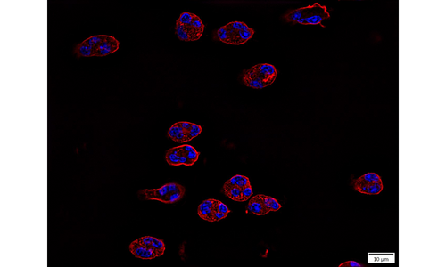 Aufgereinigte eosinophile Granulozyten, gefärbt auf fibrilläres Aktin und DNA.