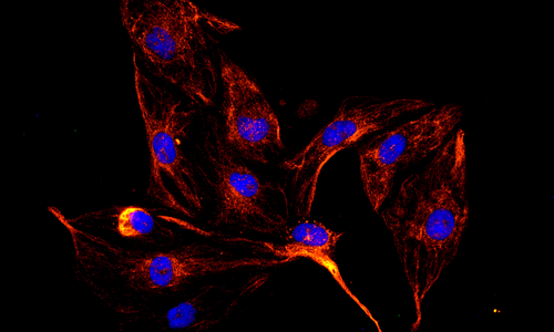 Porcine brain capillary endothelial cells (pBCEC)