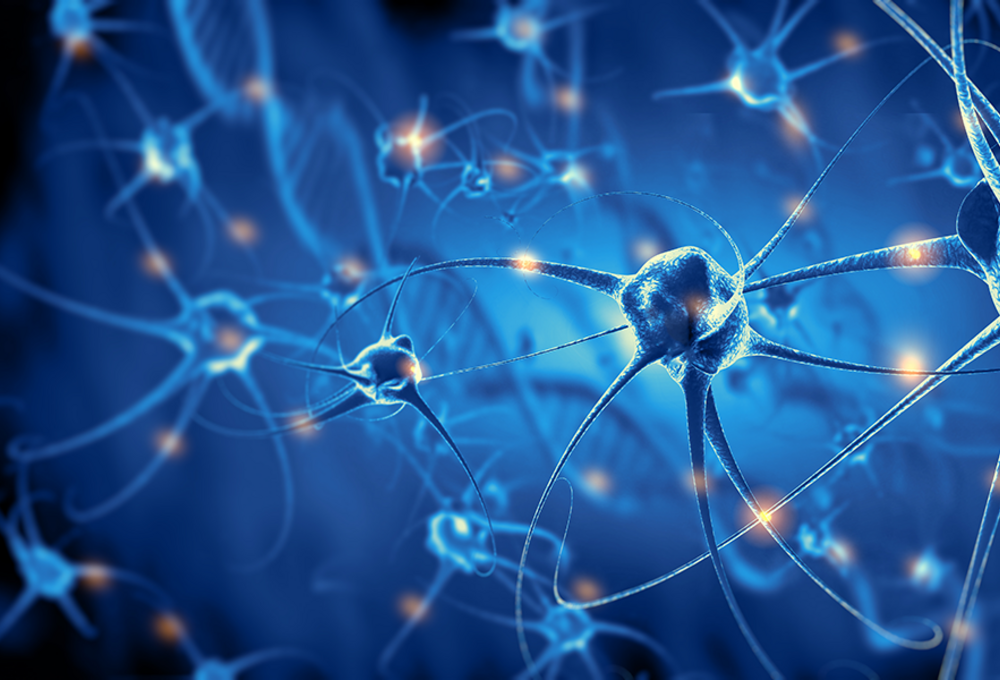Neurowissenschaften