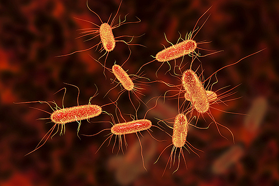 Ecoli