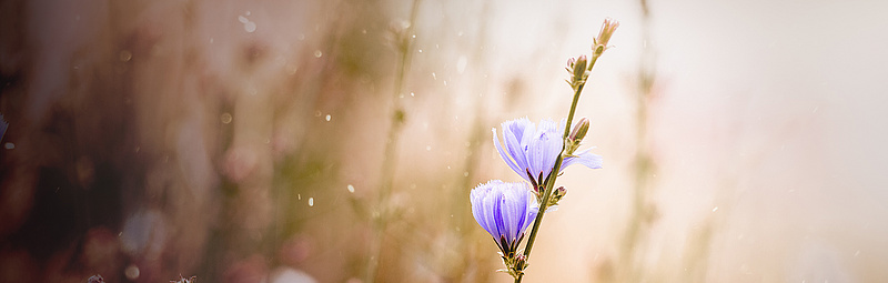 Blaue Blume - sc Fotografie/adobe.stock.com