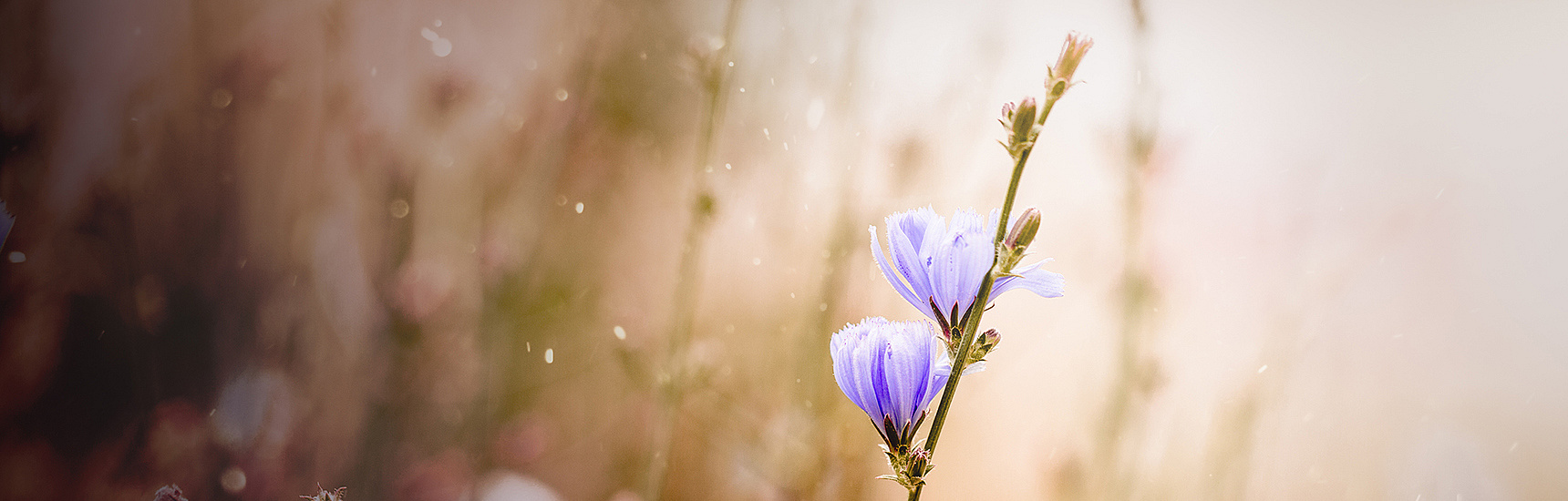 Blaue Blume - sc Fotografie/adobe.stock.com