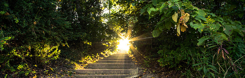 Wald - AdobeStock/ehrlif