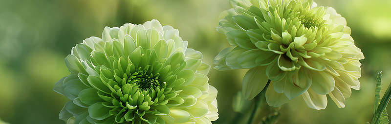 Dahlien in Grüntönen