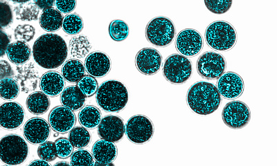 Mikrobiom. Bakterien auf weißem Hintergrund. Bakterien und Mikroorganismen