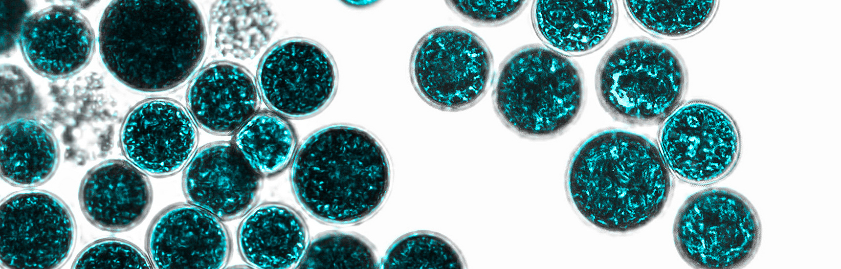 Mikrobiom. Bakterien auf weißem Hintergrund. Bakterien und Mikroorganismen