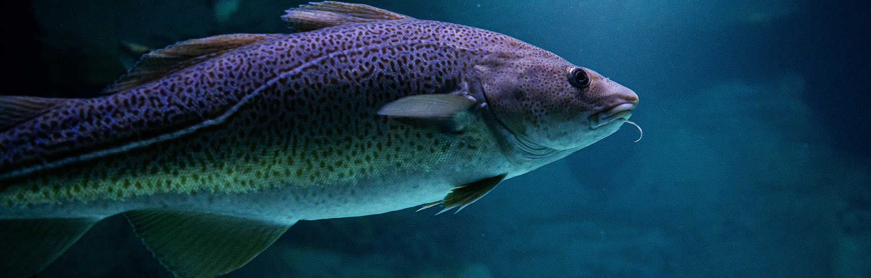 Fischhaut kann Leben retten/Thomas/AdobeStock.com